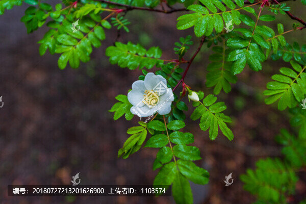 貢嘎雪山環(huán)線徒步風(fēng)光179