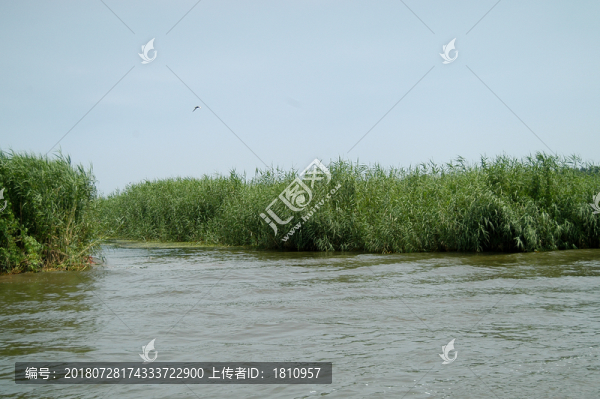 白洋淀