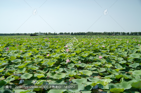 荷花
