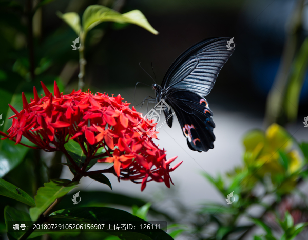 蝶戀花