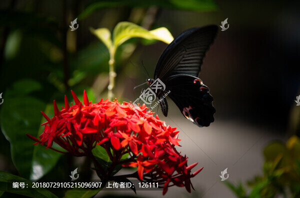 蝶戀花