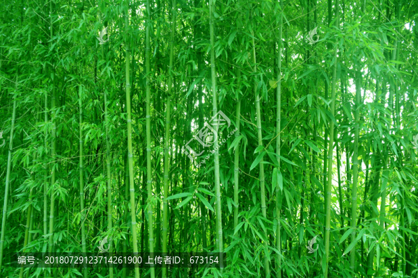 綠竹林
