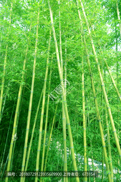 綠竹林