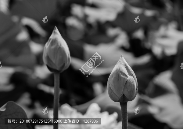 花苞