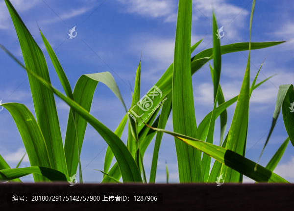 荷葉