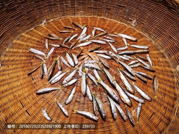 野生小河魚