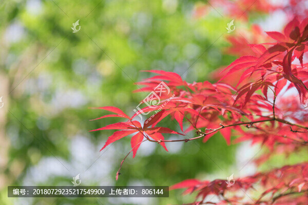 紅楓