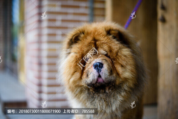 寵物狗