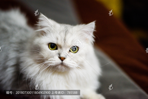 金吉拉