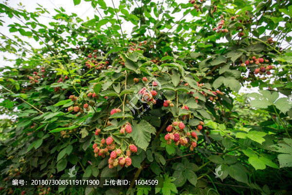 黑莓果園