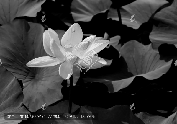 荷花