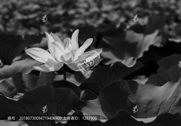 荷花