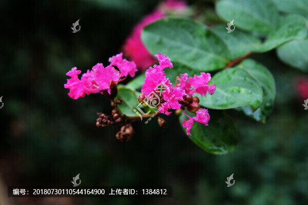 紫薇花
