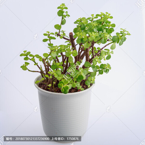 盆栽綠植