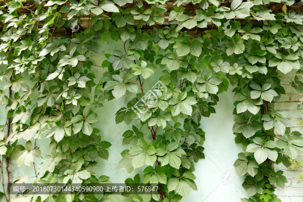 爬山虎掛白墻