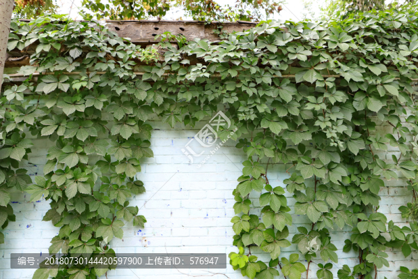 爬山虎白墻