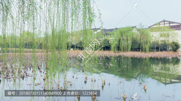湖邊垂柳