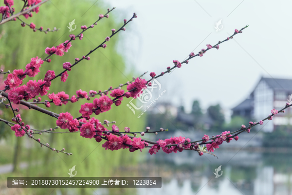 湖邊垂柳
