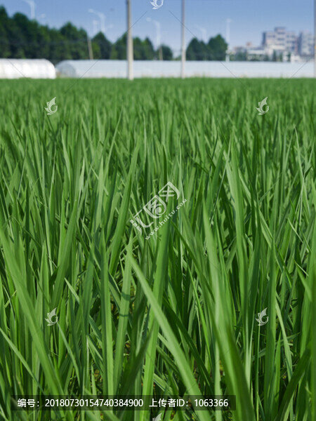水稻