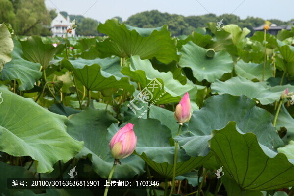曲院風(fēng)荷
