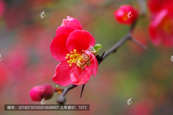 貼梗海棠