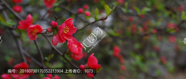 紅海棠花寬幅圖片