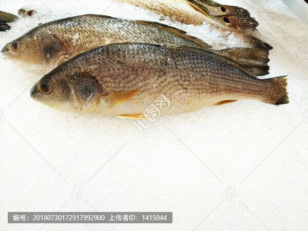 冰凍海魚