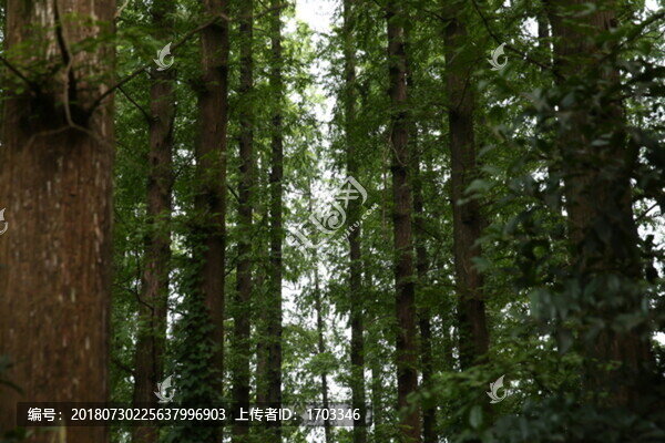 森林