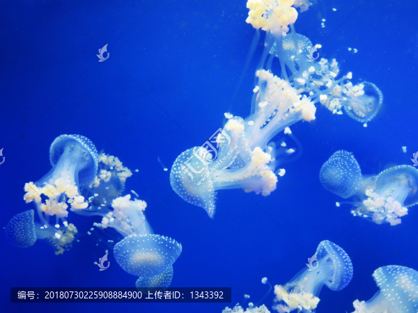 水母