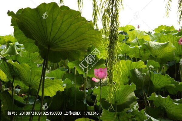 曲院風(fēng)荷