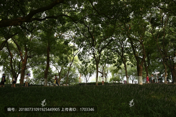 樹(shù)林