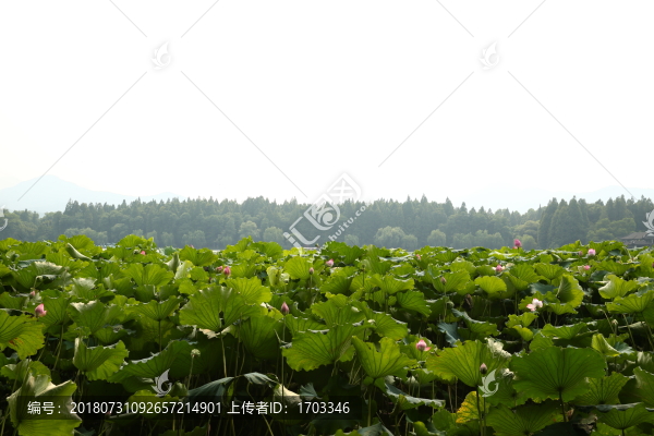 曲院風(fēng)荷