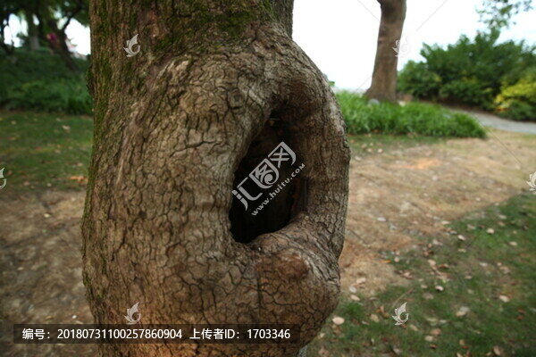 樹洞