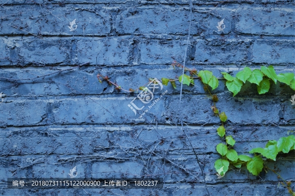 綠植與墻