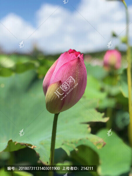 荷花