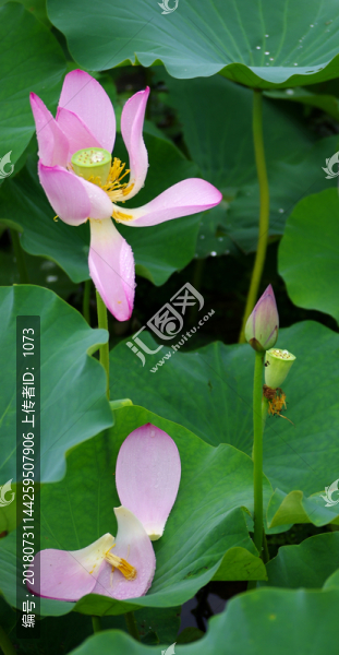 唯美荷花
