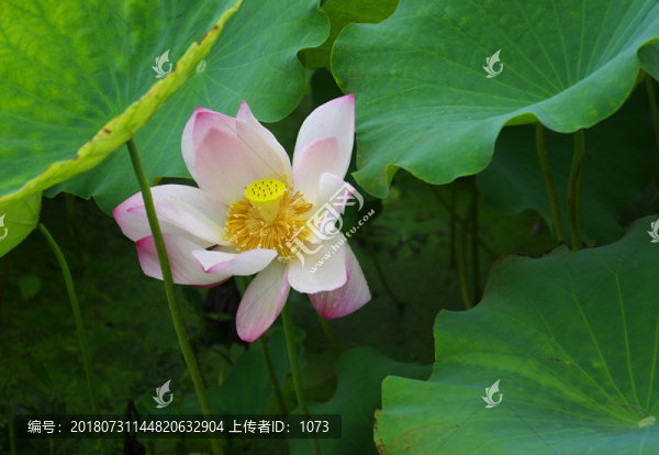 唯美荷花