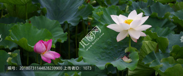 荷花橫幅背景