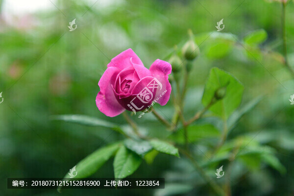玫瑰花