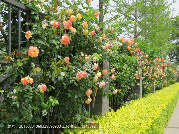花墻