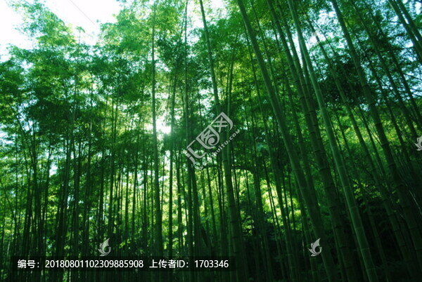 陽光竹林