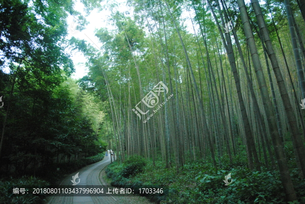 綠意竹林