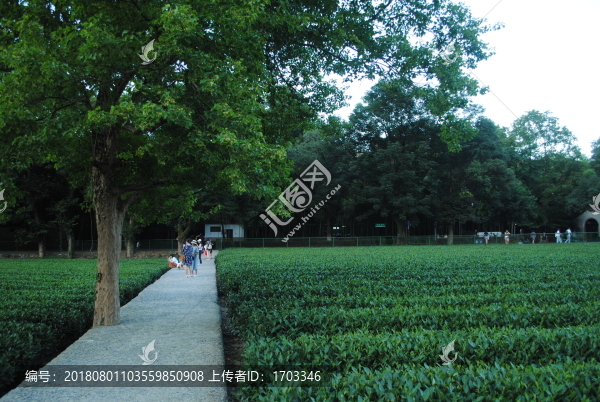 茶葉種植園