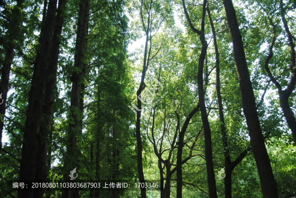 樹林