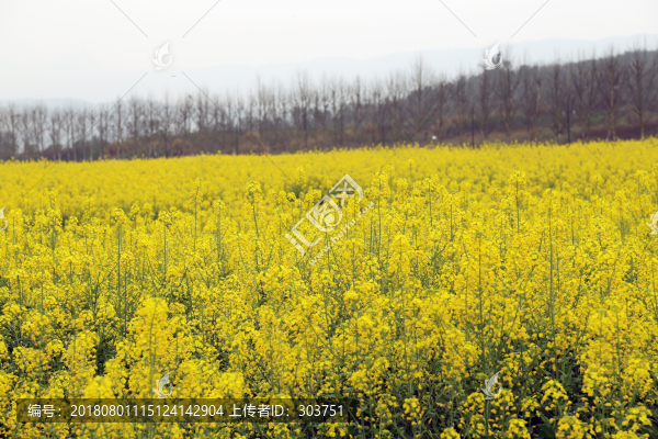 油菜花海