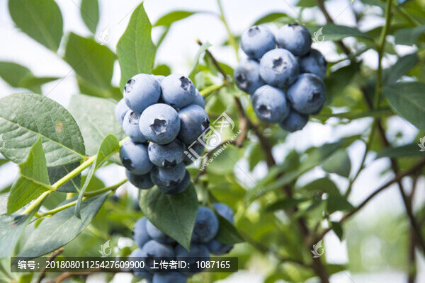 藍(lán)莓特寫