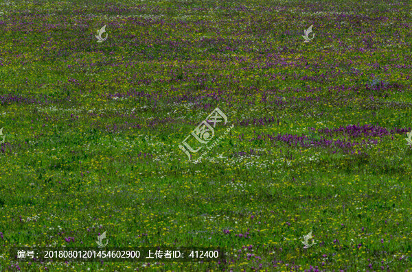 草原花開似地毯
