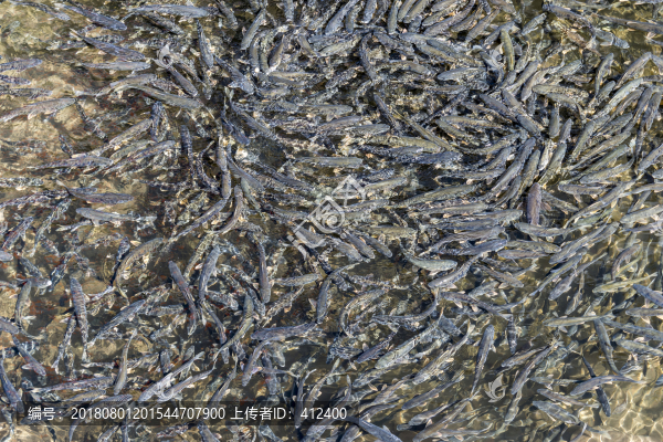 小湟魚
