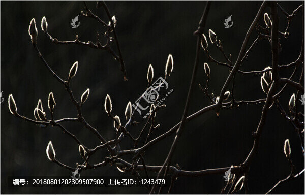 玉蘭芽