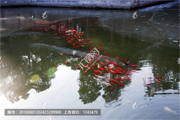 魚